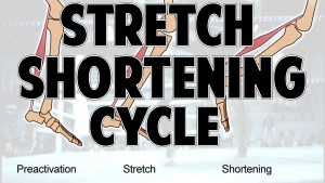 stretch shortening cycle