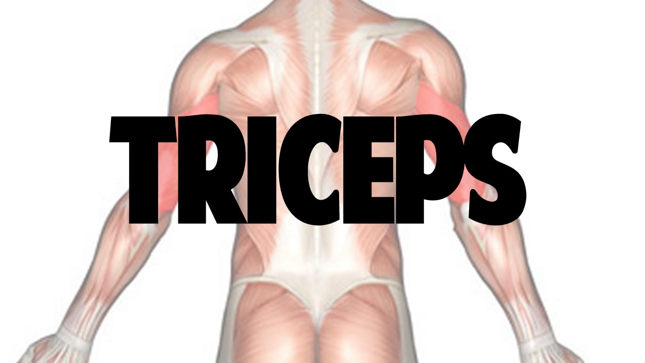 Triceps  Muscle Anatomy 