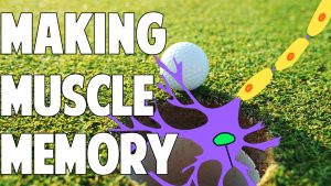How Your Brain Makes Muscle Memory